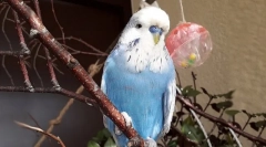 Igračke za parrot, kako napraviti igračku za papagaj s vlastitim rukama